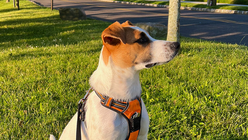 42 amerykanow otrzymuje wieksze wsparcie od swojego psa niz partnera kat