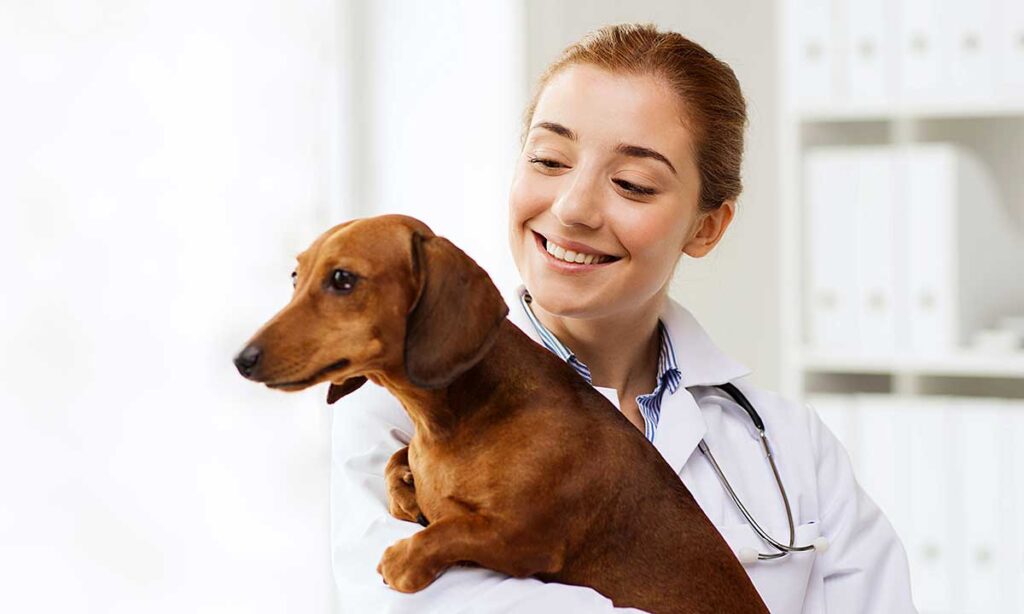 5 milionow dolarow na wsparcie schronisk dla zwierzat w nowym jorku kat