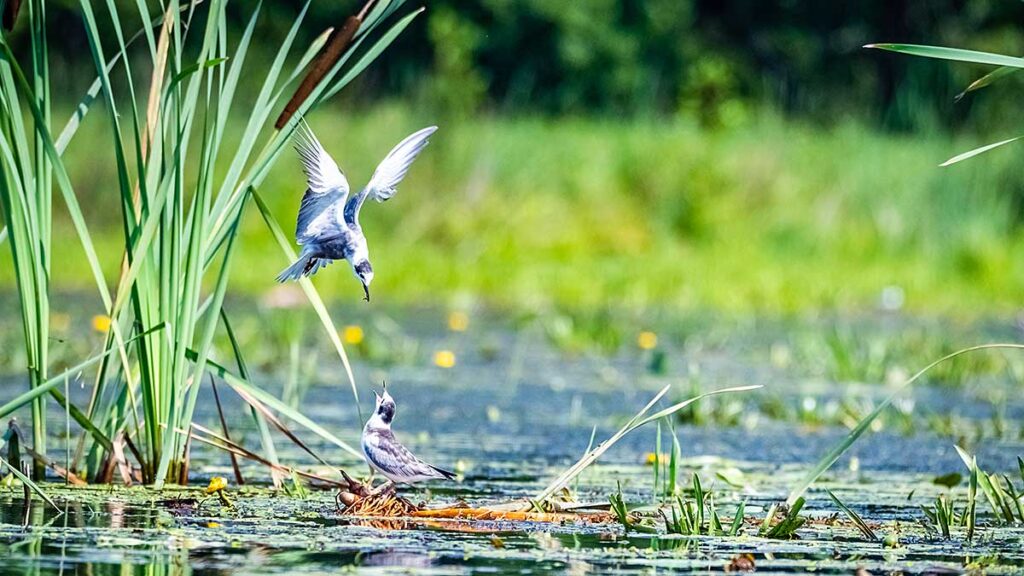80 polskich rzek zniszczona jak je ratowac kat