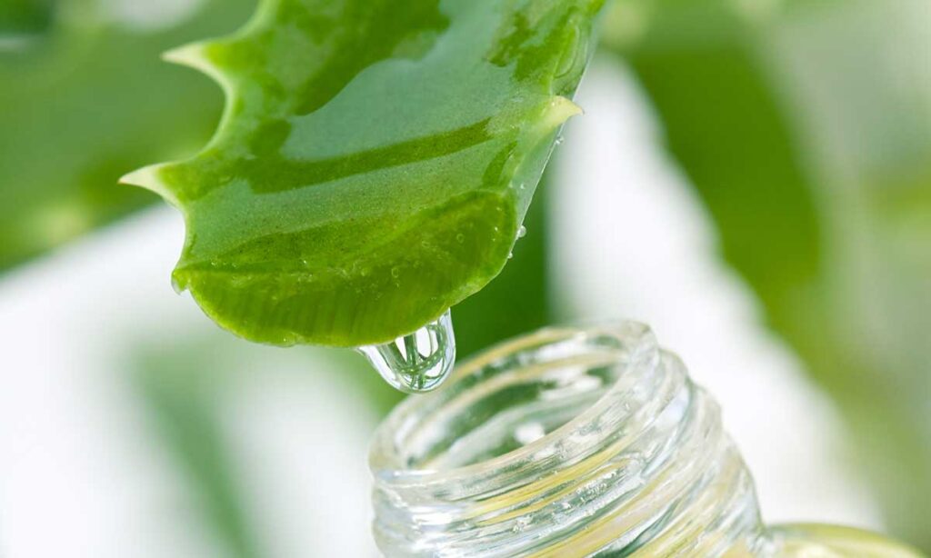 Aloes na zdrowie kat