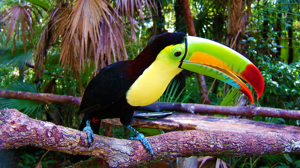 Belize mysterious mayan temples diving and fishing activities kat