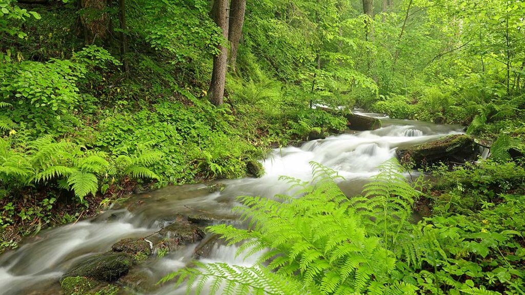 Chcialbym aby moje dzieci zyly w zielonym i ceniacym srodowisko naturalne kraju kat