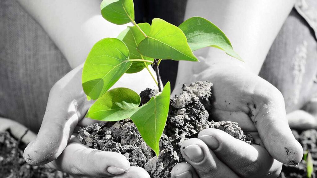 Go green with psfcu kat