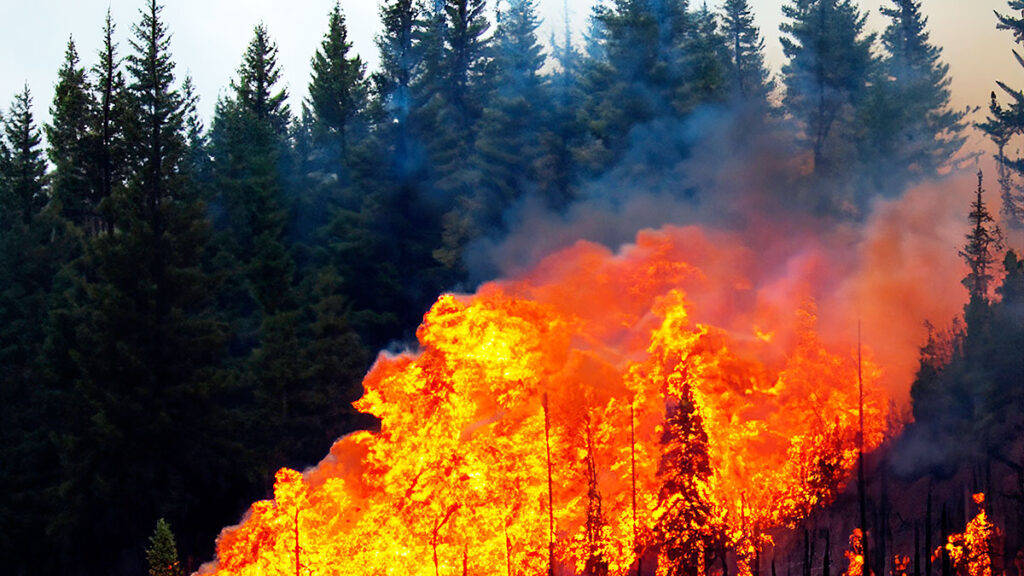 Komunikat konsulatu generalnego rp w los angeles o zagrozeniu pozarowym pacific palisades kat