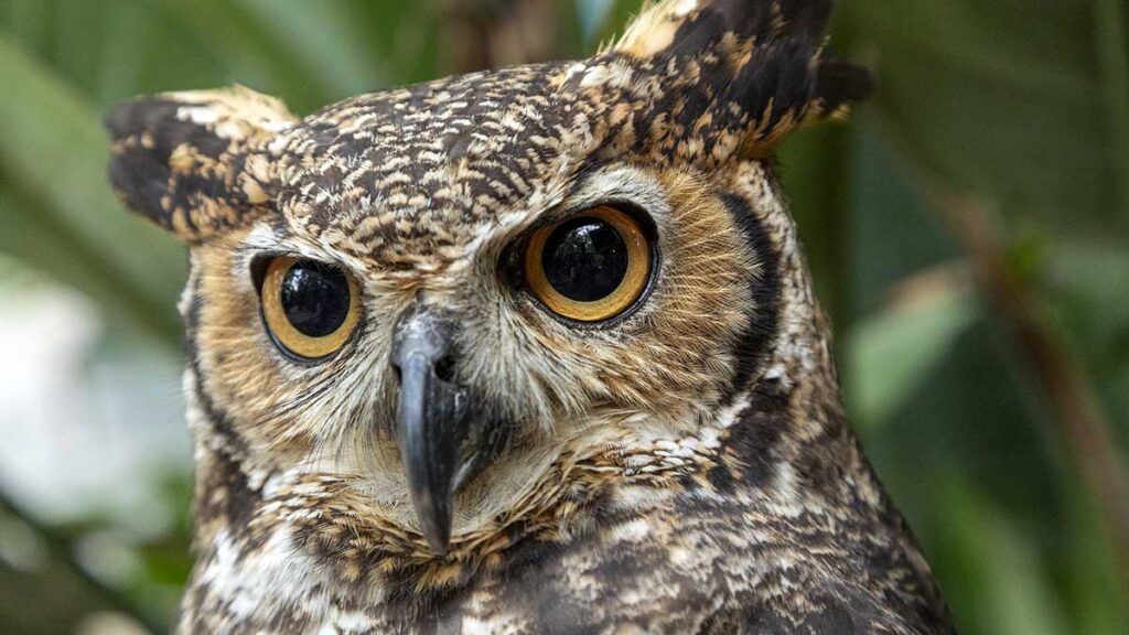 Miejski festiwal przyrody w nowym jorku kat