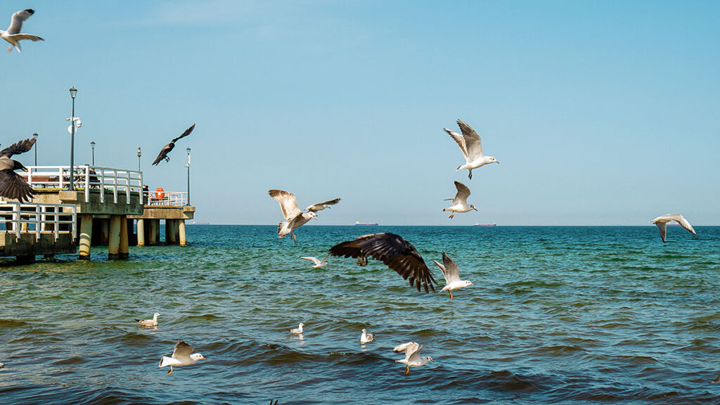 Na sportowe kolonie 2025 nad morzem w polsce zaprasza voyager club usa z nowego jorku kat