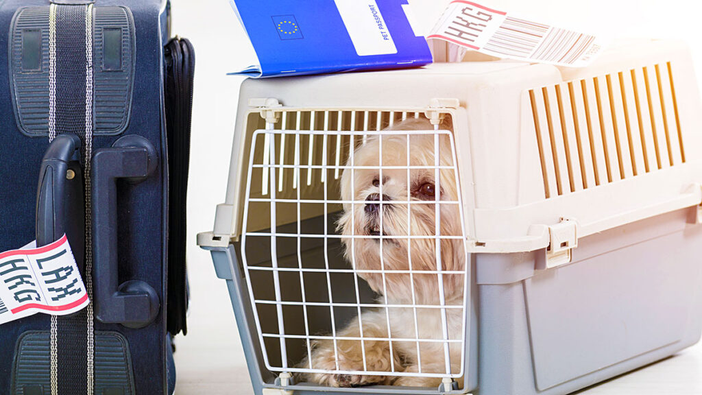 Od 1 sierpnia 2024 zmiana zasad wwozu psow do stanow zjednoczonych kat