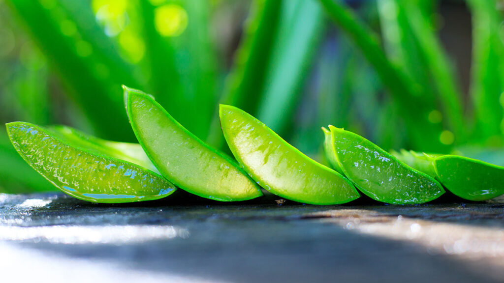 Preparaty na bazie naturalnego aloesu na wzmocnienie organizmu kat