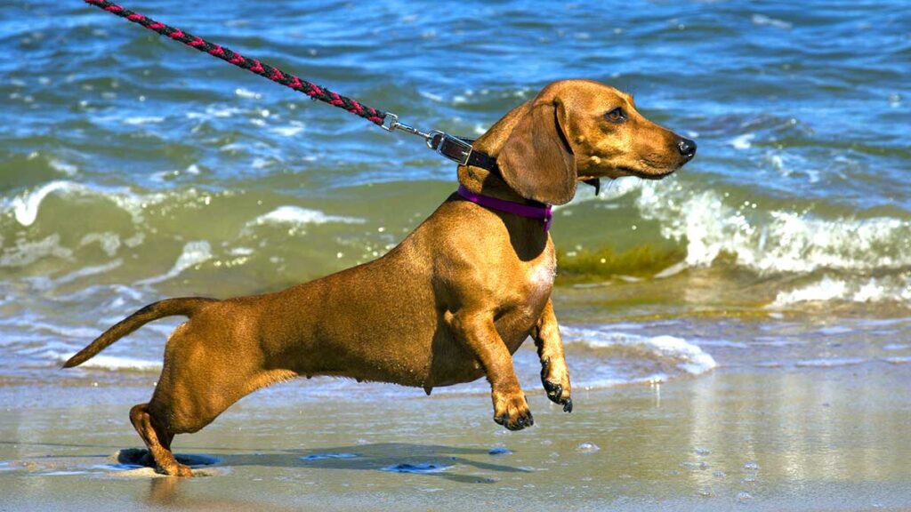 Protecting your dog from fleas kat