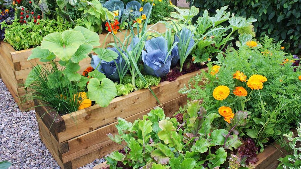 Students to plant seeds for school vegetable garden in canarsie brooklyn kat