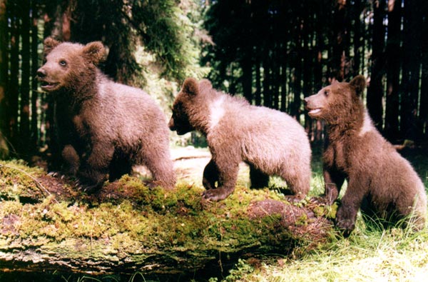 Swietna zabawa z pociesznymi niedzwiadkami kat 18