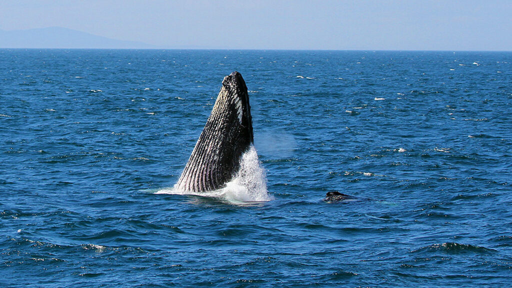 Wyjazd do maine jesienia polski osrodek sunnyside motel cottages zaprasza kat