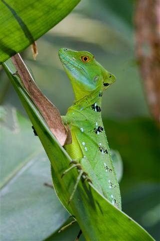 Wyprawa do kostaryki specjalna oferta dla polonijnej mlodziezy kat 15