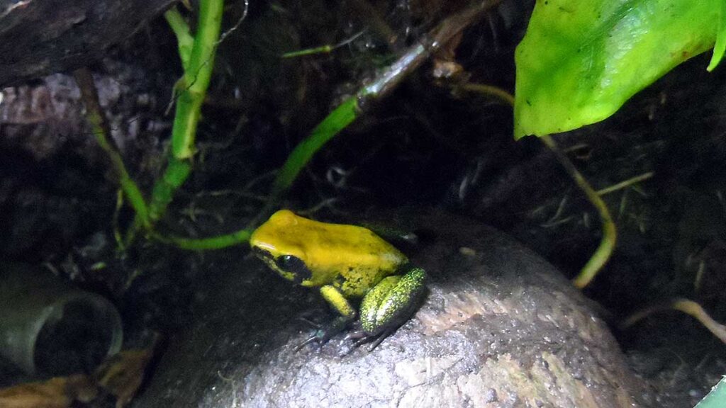 Wystawa pajakow i nie tylko w pajeczej sieci kat