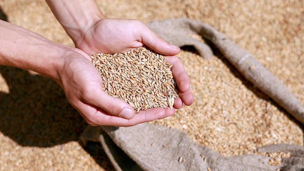 Zboze ukrainskie ktore tranzytem mialo przejechac przez polske trafilo na rynek polski kat