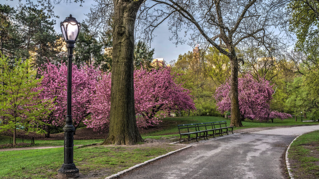 Spring in Central Park, New York City
