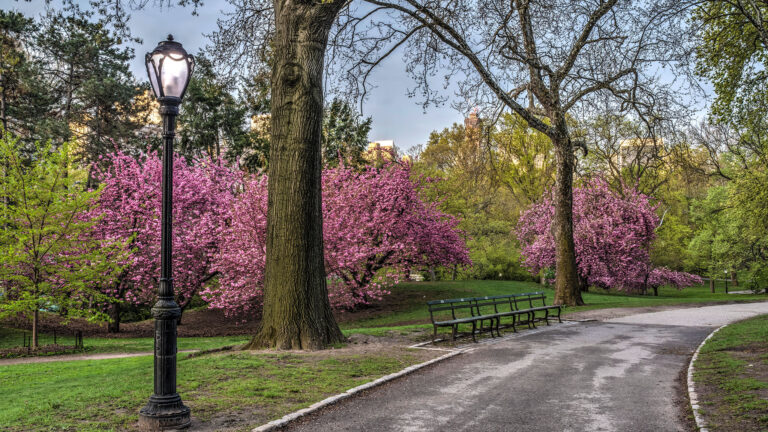 Spring in Central Park, New York City